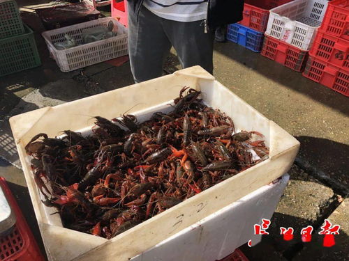 五一來(lái)武漢撮蝦子咯 白沙洲農(nóng)副產(chǎn)品大市場(chǎng)日批龍蝦100噸