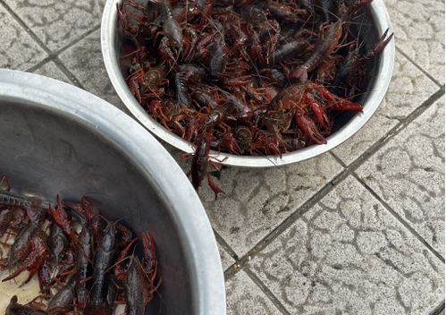 儀征龍蝦調料價格突現大跌，市場供需與季節因素成主因